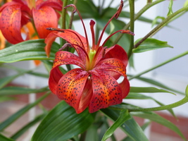 Foto: Dr. Peter Müller